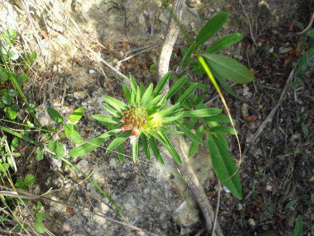 Anthyllis vulneraria (Fabaceae)